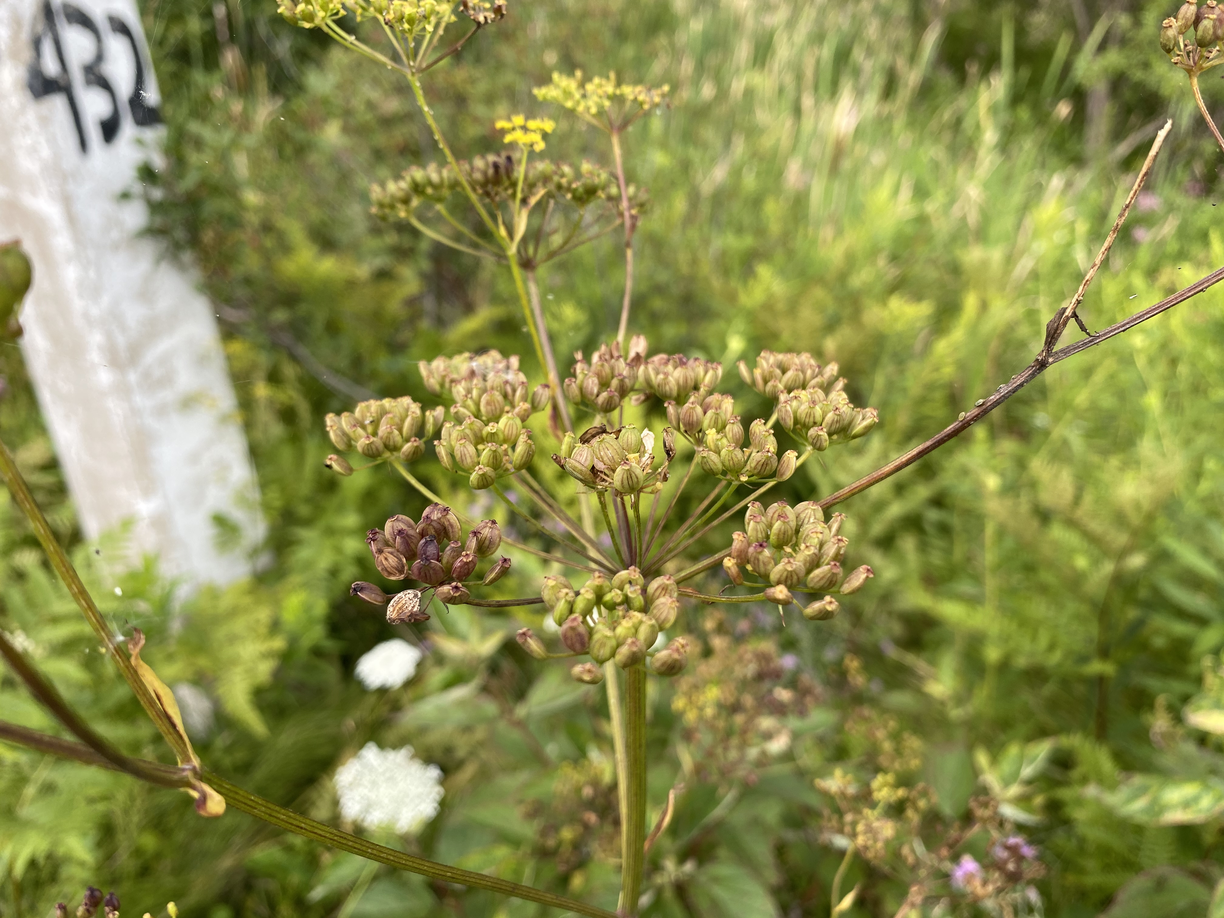 wild parsnip Aug2020 EmmetCo ECH (5)